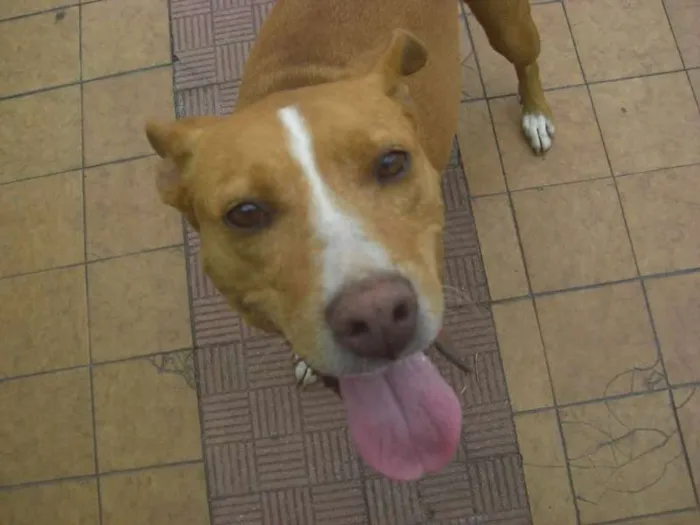 Cachorro ra a Pit-Bull idade 2 anos nome Sereia