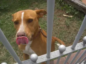 Cachorro raça Pit-Bull idade 2 anos nome Sereia