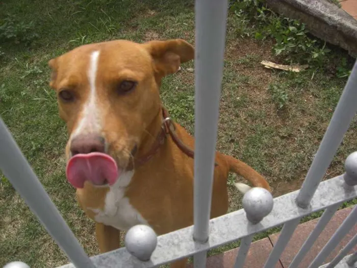 Cachorro ra a Pit-Bull idade 2 anos nome Sereia