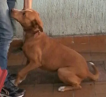 Cachorro ra a Pit-Bull idade 2 anos nome Sereia