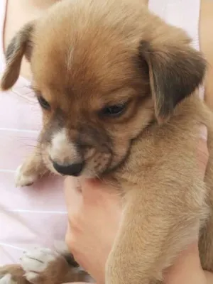 Cachorro raça Indefinida idade Abaixo de 2 meses nome Irmãos Amorosos