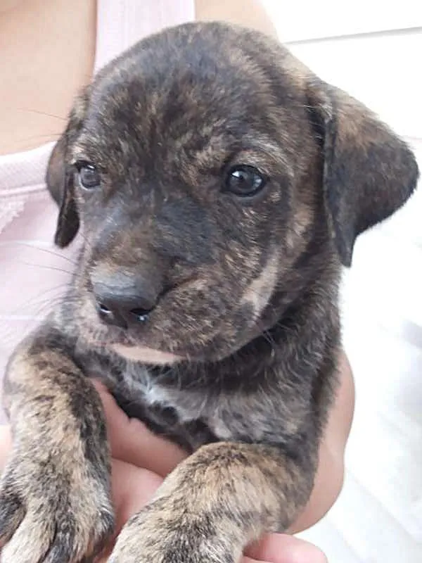 Cachorro ra a Indefinida idade Abaixo de 2 meses nome Irmãos Amorosos