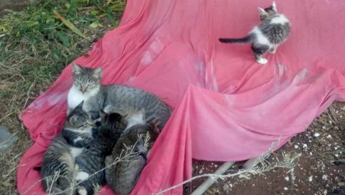 Gato ra a Indefinida idade 2 a 6 meses nome Sem nome