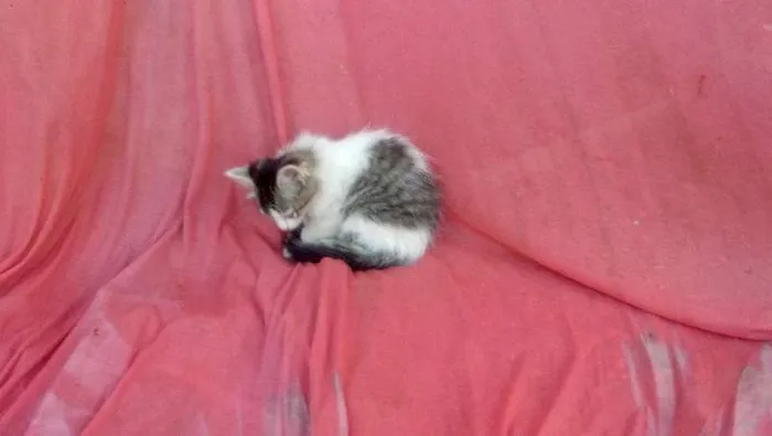Gato ra a Indefinida idade 2 a 6 meses nome Sem nome