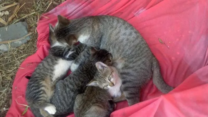 Gato ra a Indefinida idade 2 a 6 meses nome Sem nome