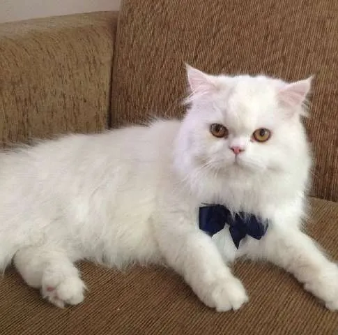 Gato ra a PERSA idade 1 ano nome RINGO