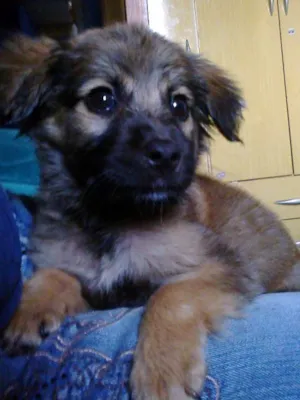 Cachorro raça misturada idade 2 a 6 meses nome Bug 