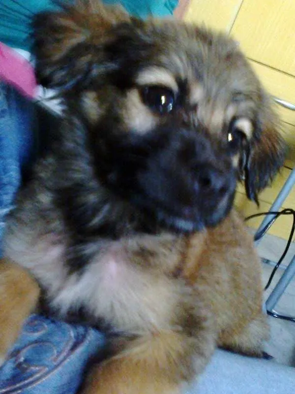 Cachorro ra a misturada idade 2 a 6 meses nome Bug 