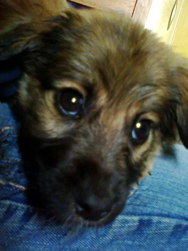 Cachorro ra a misturada idade 2 a 6 meses nome Bug 