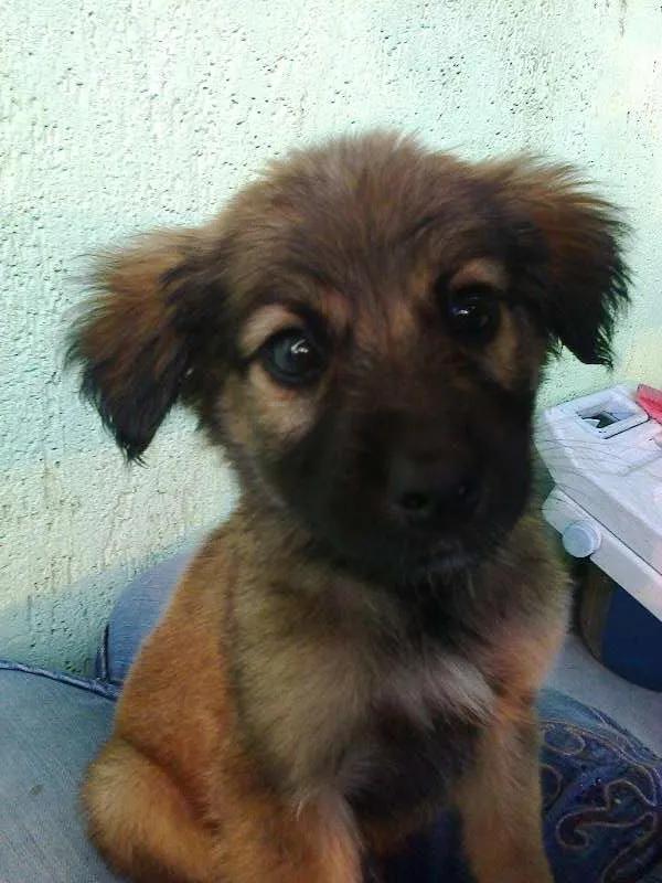 Cachorro ra a misturada idade 2 a 6 meses nome Bug 