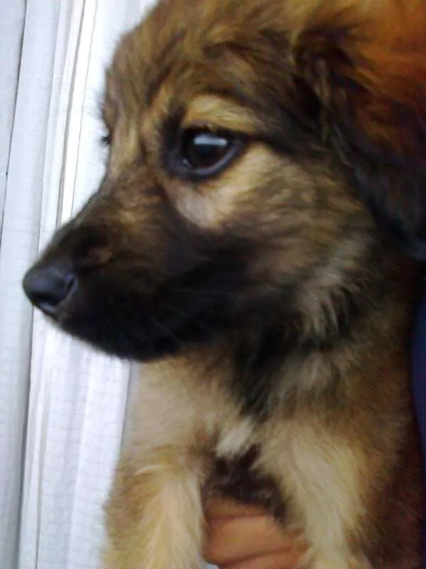 Cachorro ra a misturada idade 2 a 6 meses nome Bug 