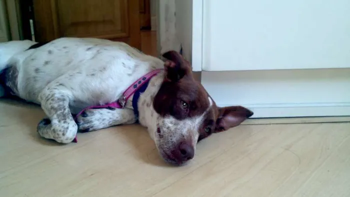 Cachorro ra a SRD idade 1 ano nome Lola