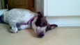 Lola