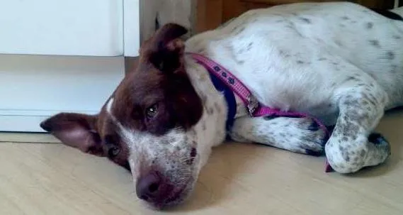 Cachorro ra a SRD idade 1 ano nome Lola