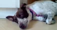 Lola