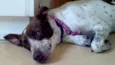 Lola