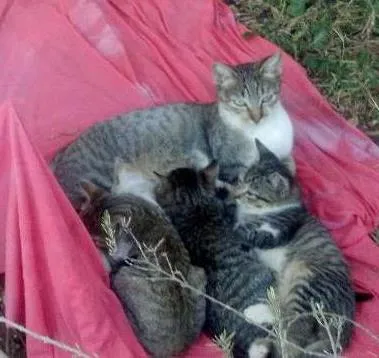 Gato ra a Indefinida idade 2 a 6 meses nome Sem nome
