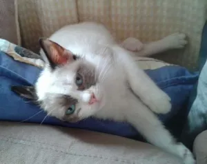 Gato raça SRD idade 2 a 6 meses nome MELISSA