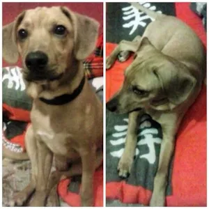 Cachorro raça SRD idade  nome Johnny