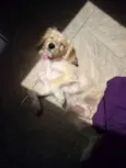 Mel
