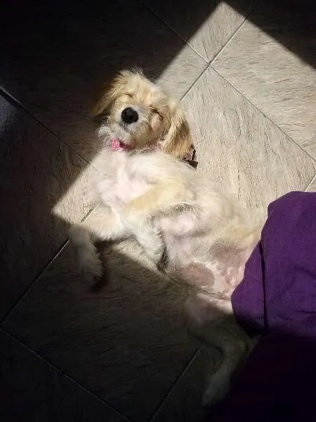 Cachorro ra a SRD idade 7 a 11 meses nome Mel