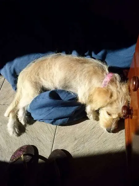 Cachorro ra a SRD idade 7 a 11 meses nome Mel