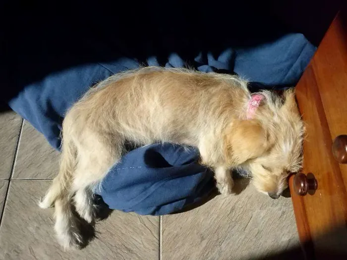 Cachorro ra a SRD idade 7 a 11 meses nome Mel