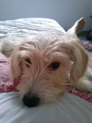 Cachorro raça SRD idade 7 a 11 meses nome Mel