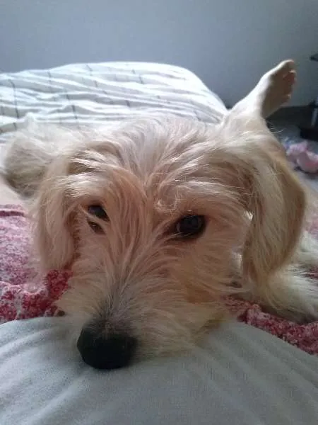 Cachorro ra a SRD idade 7 a 11 meses nome Mel