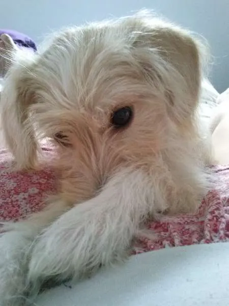 Cachorro ra a SRD idade 7 a 11 meses nome Mel