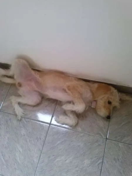 Cachorro ra a SRD idade 7 a 11 meses nome Mel
