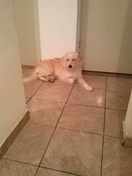 Cachorro ra a SRD idade 7 a 11 meses nome Mel