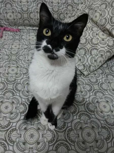 Gato ra a SRD idade 1 ano nome MEG