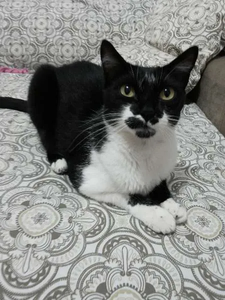 Gato ra a SRD idade 1 ano nome MEG