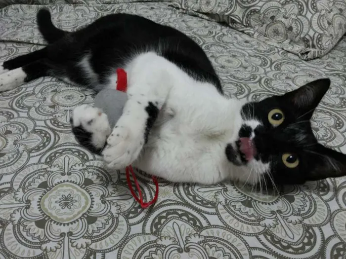 Gato ra a SRD idade 1 ano nome MEG