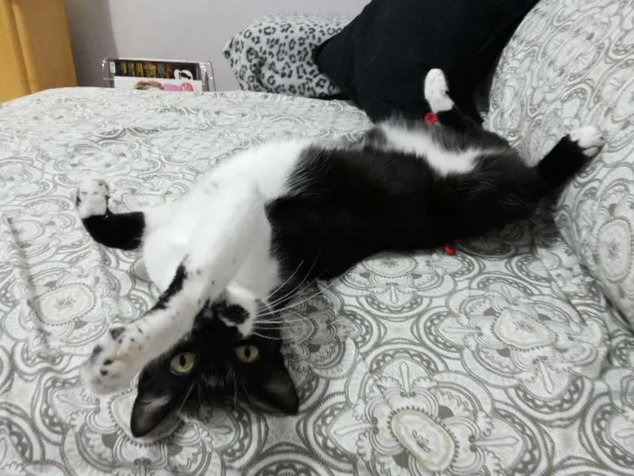 Gato ra a SRD idade 1 ano nome MEG