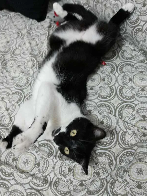 Gato ra a SRD idade 1 ano nome MEG