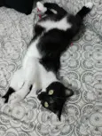 MEG