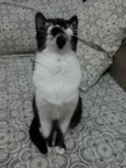 MEG