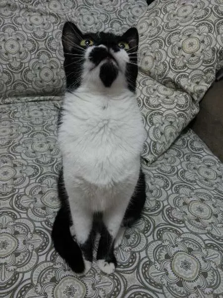 Gato ra a SRD idade 1 ano nome MEG