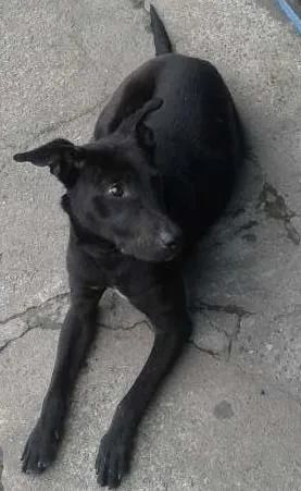 Cachorro ra a SRD idade 1 ano nome Pretinho
