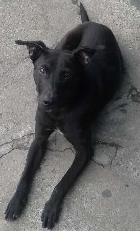Cachorro ra a SRD idade 1 ano nome Pretinho