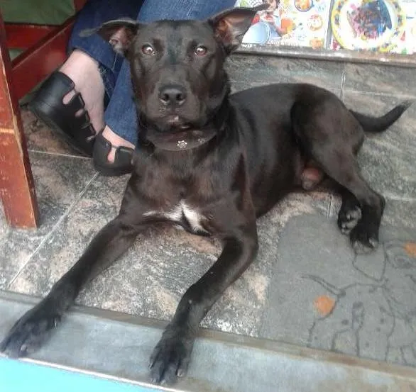 Cachorro ra a SRD idade 1 ano nome Pretinho