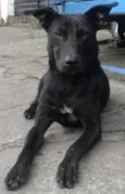 Pretinho