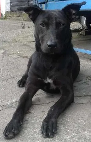 Cachorro ra a SRD idade 1 ano nome Pretinho