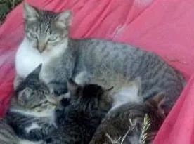 Gato ra a Indefinida idade 2 a 6 meses nome Sem nome