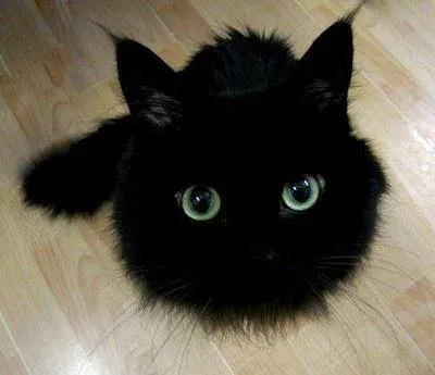 Gato ra a sem raca idade 2 a 6 meses nome gorda