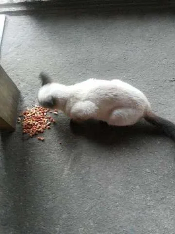 Gato ra a Siames idade 2 a 6 meses nome Nina