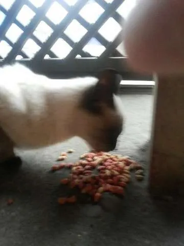 Gato ra a Siames idade 2 a 6 meses nome Nina