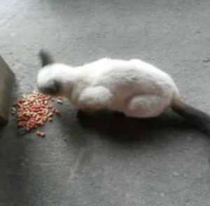 Gato raça Siames idade 2 a 6 meses nome Nina